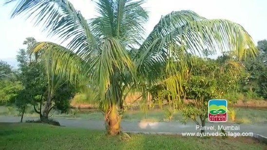 Ayurvedic Village in Panvel – A Residential Treatment Center in Panvel Mumbai