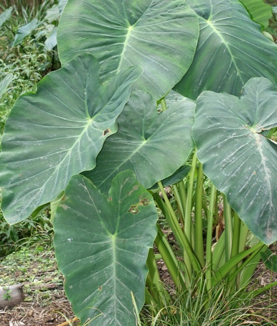 Asia Green Bio Crop Science in Surat Gujarat